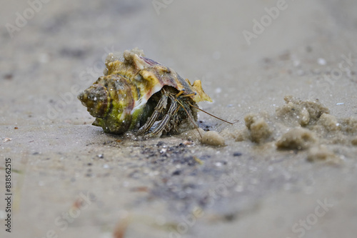 Hermit Crab in the sand 