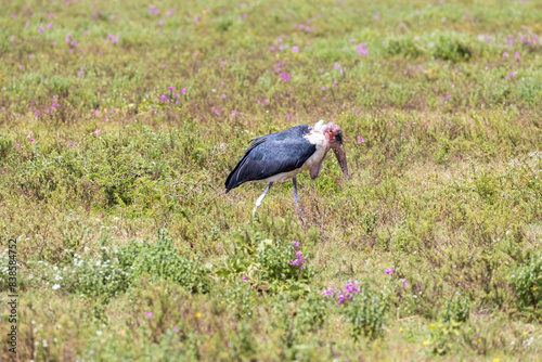 Tanzania - Serengeti National Park - marabou stork (Leptoptilos crumenifer)