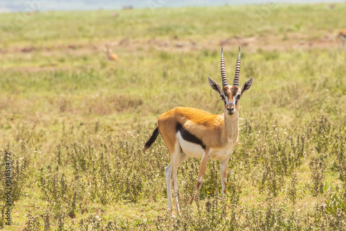 Tanzania - Serengeti National Park - Thomson's gazelle (Eudorcas thomsonii)