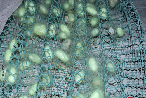 The last cycle of Silkworm pupa building Cocoons in Sericulture farming in India.