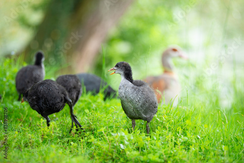 Common black coot family on the meadow, genus Fulica, waterbird in Europe, birdwatching in nature 