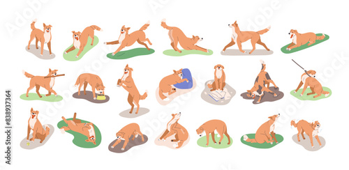 Dog behavior, canine activities set. Doggy playing, training, feeding, running, sleeping. Pet animals life, different poses, stances, actions. Flat vector illustrations isolated on white background