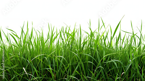 green grass field isolated on , png isolated on white background, realistic, png