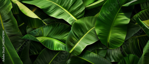 Luxuriant green banana leaves intertwine, forming a rich tapestry of vibrant flora.