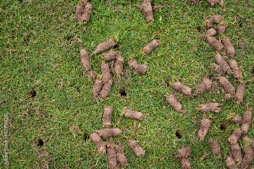 Detail of soil rolls on the lawn after aeration with empty pins