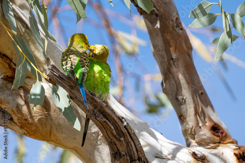 Budgerigars near Glen Helen Gorge, NT, Australia