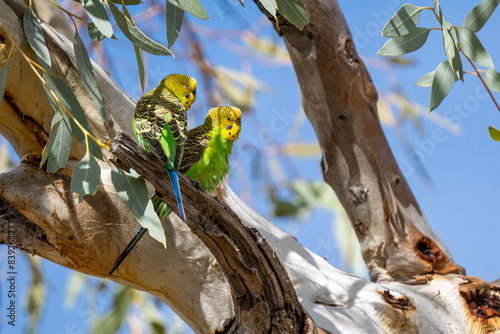 Budgerigars near Glen Helen Gorge, NT, Australia