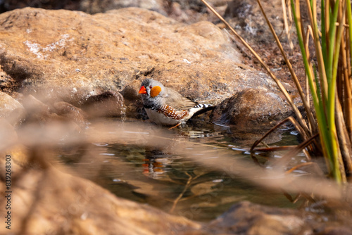 Zebra Finch near Glen Helen Gorge, NT, Australia