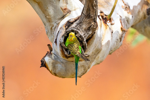 Budgerigars near Glen Helen Gorge, NT, Australia