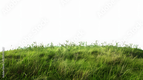 green grass field isolated on , png isolated on white background, cinematic, png