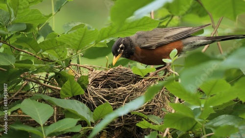 American Robin (Turdus migratorius) on a nest in the summer forest near Wilmington (Delaware).