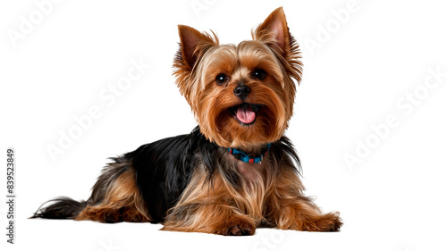 A small Yorkshire Terrier breed dog with a blue collar is lying on a white background.