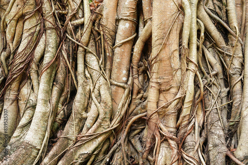 Banyan roots twine around tree, Tangled big tree branches.