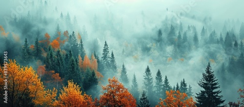 Colorful foggy forest landscape with trees and sky. Beautiful nature background with misty morning light.