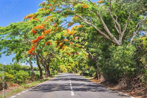 Exotic blooming tropical tree flamboyant with red flowers. Flame trees along the road. Mauritius island, Africa