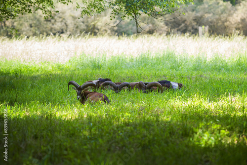 Ovis aries musimon - a herd of mouflons lying in the grass and resting.