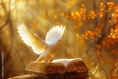 A white bird perched on the cover of an open book, symbolizing knowledge and wisdom