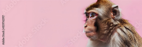 Japanese macaque web banner. Japanese macaque isolated on pink background with copy space.