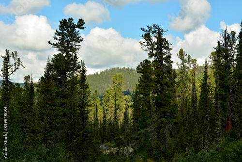 A clearing in the taiga forest, a look between tall cedars at a mountain range overgrown with dense coniferous forest.
