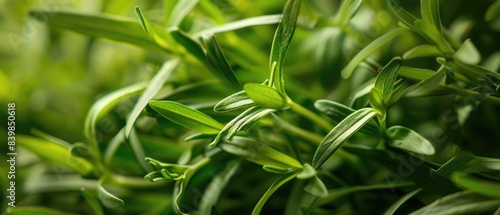 close up of tarragon leaves, focus on the slender, green texture, sweet and aniselike theme, ethereal, Multilayer, French bistro setting