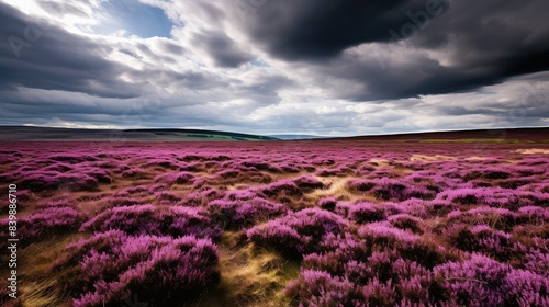 moorland purple heather