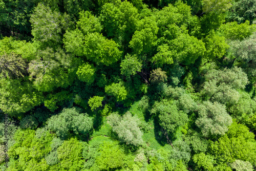 Aerial view of dense green thickets in forest area