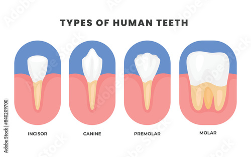 Different types of Teeth types poster, Various healthy human tooth, Oral mouth stomatological elements comparison. Anatomical Incisor, canine, premolar and molar visual shape differences.