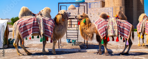 Bactrian camels against the background of the Mausoleum of Khoja Ahmed Yasawi in Turkestan. A beautiful, elegant and harnessed camel that tourists can ride.