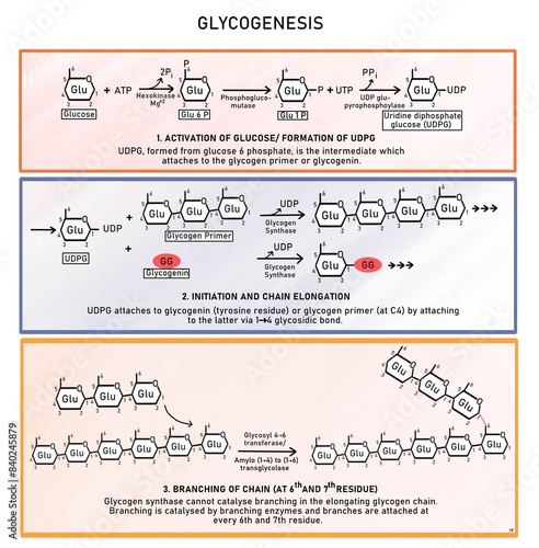 Glycogenesis- synthesis of glycogen from glucose 