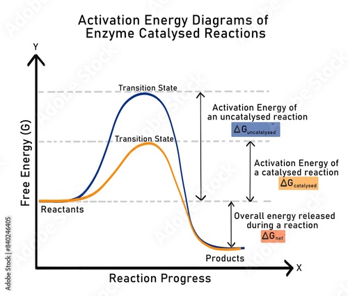 Activation energy diagram for enzyme catalysed reactions