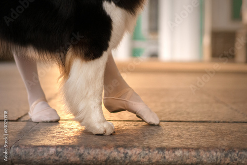 person in ballet slippers stands close to a dog, suggesting a shared dance on the warm-lit cobblestone street