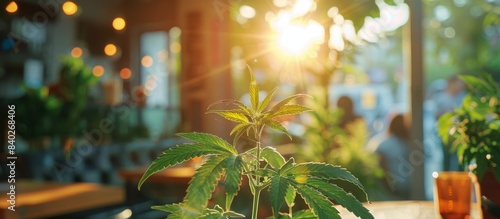 Lush Green Cannabis Plant Growing in a Sunny Outdoor Space