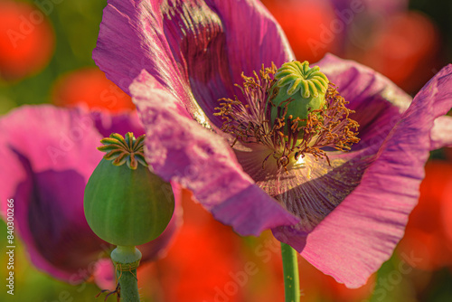 Close up of opium poppy seed flower head blooming in cultivated agricultural field