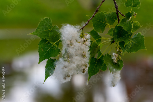 Cottonwood Or Poplar Tree Seed Fluff In Spring In Wisconsin