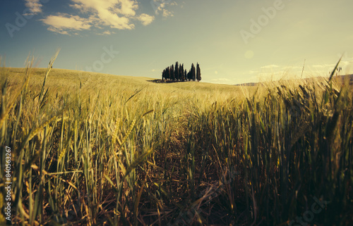 Beautiful tuscan landscape with the cypress wood