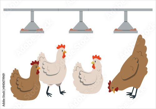 Chicken are eating worms. Feeding protein for chicken. Concept of Eco-friendly Food industry or Eco organic chicken farm, free cage. Local farm or agriculture. Hen, Chicken and chickens eating. 2037