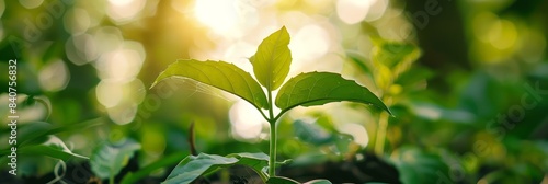 Close-up of a lush,verdant plant leaf in bright,natural light symbolizing the debut of an eco-friendly company's initial public offering on the market. The image represents the growth,promise.