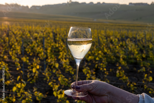 Tasting of grand cru sparkling brut white wine champagne on sunny vineyards of Cote des Blancs in village Cramant, Champagne, France, glass of wine