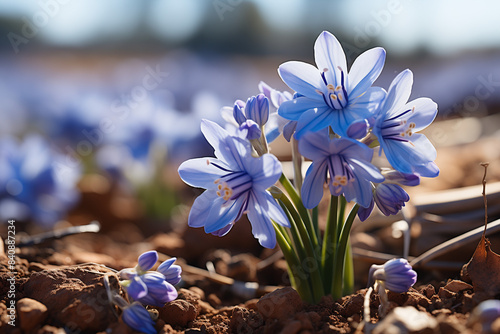 Fleur de printemps, crocus mauve et bleu, fleurissant dans la nature, beauté florale en macro, jardin et forêt, gros plan de fleurs sauvages.