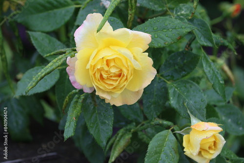 Sweden. The Peace rose, formally Rosa 'Madame A. Meilland', is a well-known and successful garden rose. By 1992, over one hundred million plants of this hybrid tea had been sold. 