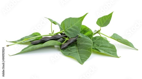 Bitter bean plant isolated on a white background