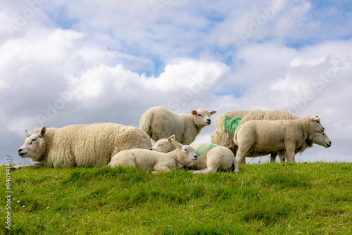 Typical spring landscape of Texel island, Flock of domestic sheep with newborn lambs standing and nibbling grass on the field, Open farm with green meadow on the dike wall, Noord Holland, Netherlands.