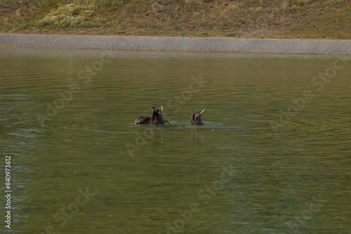 Tres patos ánade reales alimentándose