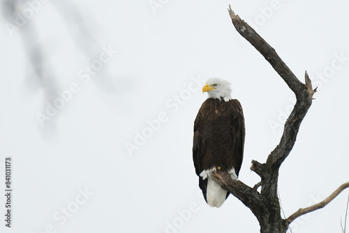 American bald eagle perched on a dead tree limb with nearly white background.