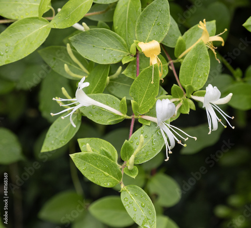 Lonicera caprifolium, also known as the Italian woodbine,perfoliate honeysuckle or goat-leaf honeysuckle