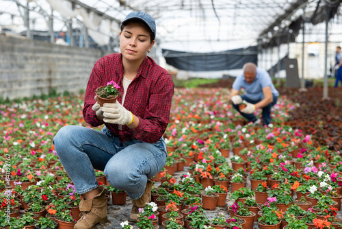 Careful young florist woman sitting on her haunches viewing a garden-pot of waller's balsamine in a hothouse