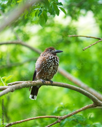 Orzechówka / Nutcracker bird