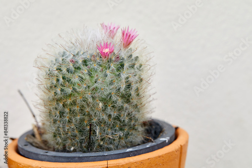 Close-up view of pink cactus flower in bloom