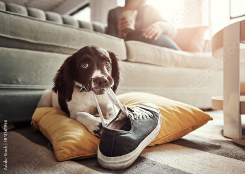 Dog, animal and play with shoes in living room for guilty mess by biting sneaker, explore or protection. Pet puppy, training and relax on carpet with chewing behaviour, friend and toy for development