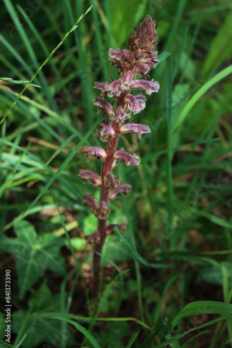 Common red Broomrape in the meadow. Orobanche minor on springtime in Italy